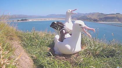 Taiaroa Head - Gniazdo albatrosa królewskiego - No