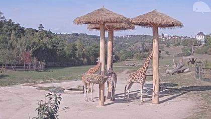 Praga - Zoo - Żyrafy, mrówkojady - Czechy