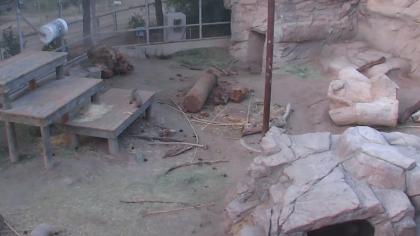 USA - Arizona, Zoo Reid Park w Tucson, Niedźwiedź 