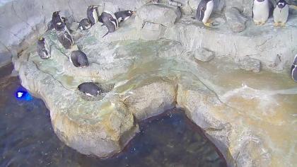 USA - Tennessee, Tenessee Aquarium - Pingwiny