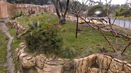 San Diego Zoo, San Diego, Kalifornia - Pawiany