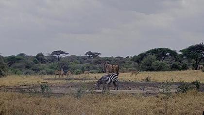 Kenia obraz z kamery na żywo