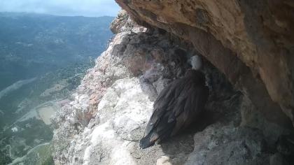 Monti Nebrodi, Sycylia, Włochy - Widok na gniazdo 