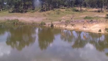 Botswana obraz z kamery na żywo