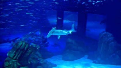 Akwarium - Georgia Aquarium, Atlanta, Hrabstwo Ful