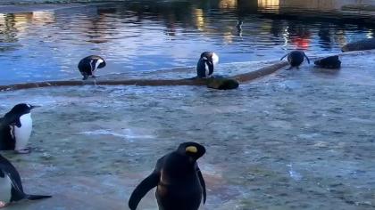 Edinburgh Zoo, Edynburg, Szkocja - Pingwiny