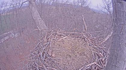 Hanover - Bald Eagle Nest - Pensylwania (USA)