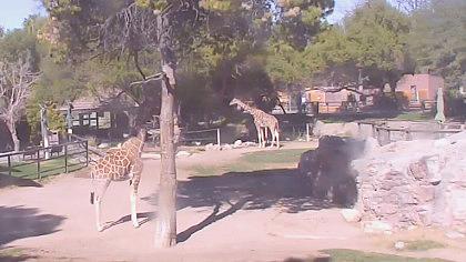 Tucson - Reid Park Zoo - Arizona (USA)