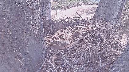 San Diego County - Red-Tailed Hawk nest - Kaliforn