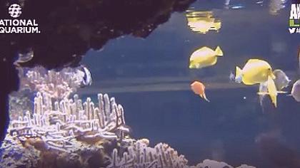 Baltimore - National Aquarium - Pacific Coral Reef