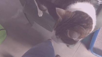 St. Pauls -  Blind Cat Rescue - Karolina Północna 