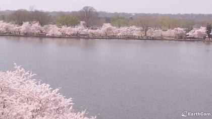 Waszyngton - National Cherry Blossom Festival - Wa