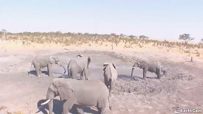 Botswana obraz z kamery na żywo